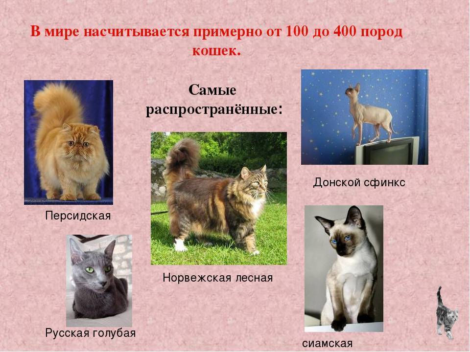Самые умные породы кошек: топ 10 пород с фотографиями и названиями