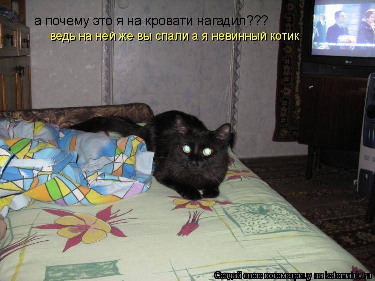 Кошка гадит на кровать, почему, что делать, как отучить