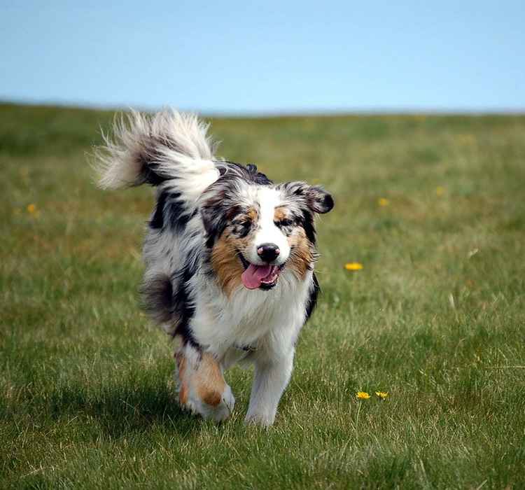 Австралийская овчарка (аусси) — фото собак, характеристика и описание породы