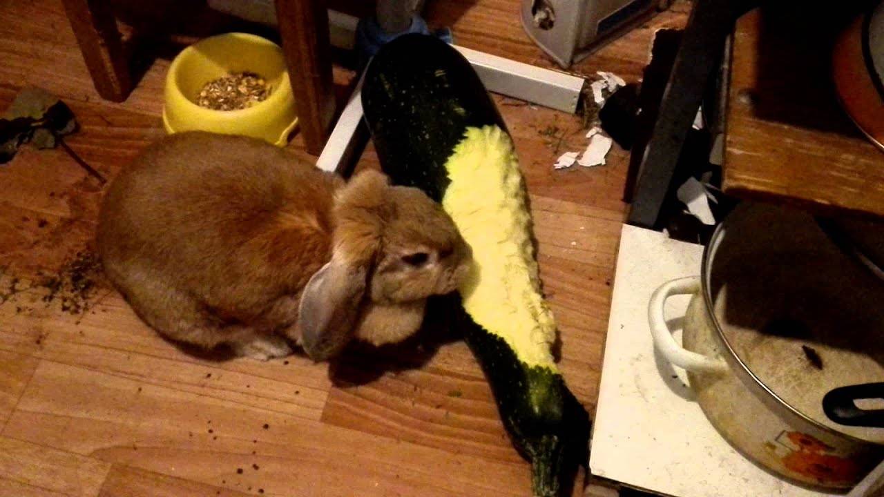 Можно ли давать кроликам кабачки: как кормить, едят ли тыкву и сырые листья?