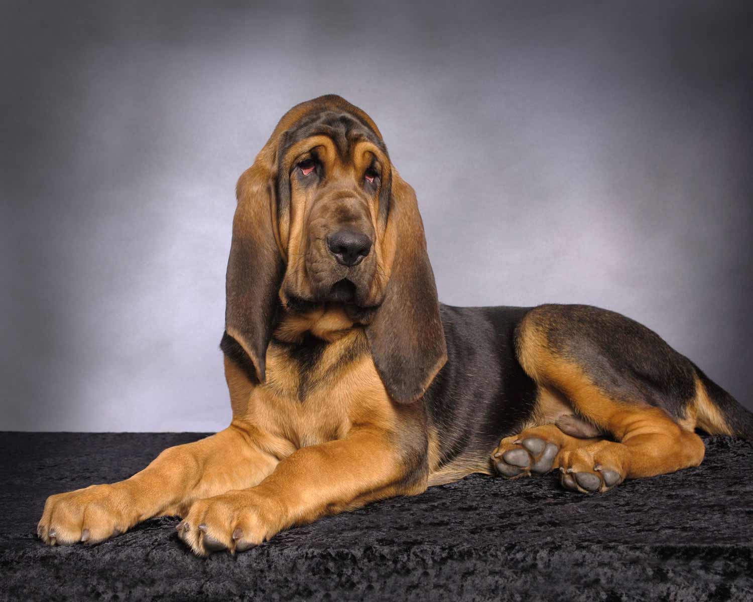 Породы собак с фотографиями и названиями с длинными ушами
