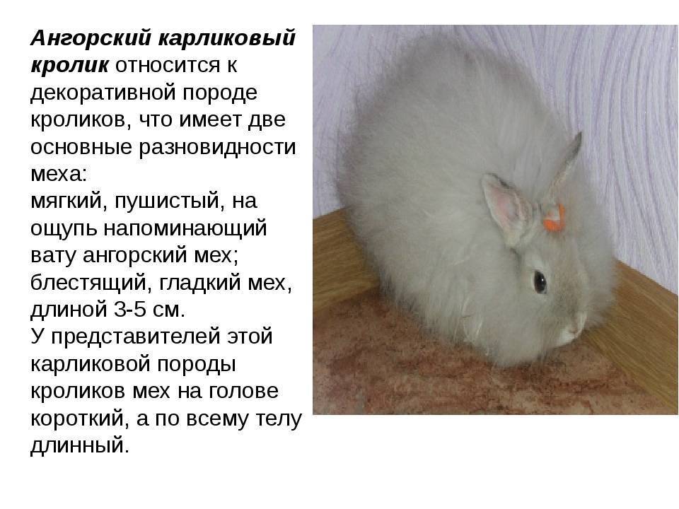 Голландский кролик: характеристика породы, характер, кормление и уход