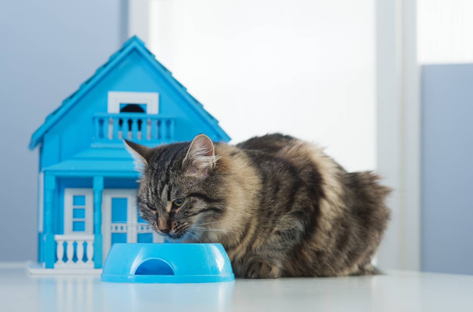 Как сделать дом безопасным для кошки | блог ветклиники "беланта"