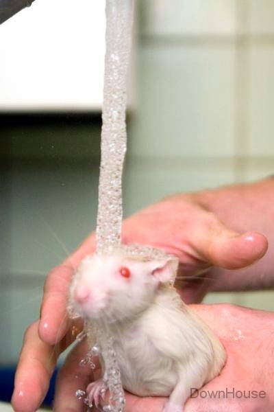 Как мыть крысу в домашних условиях правильно и безопасно