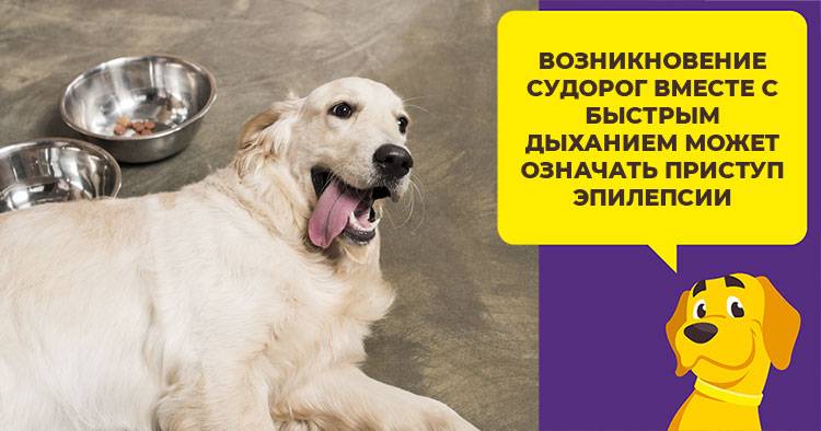 Вялость у собаки. опасные и не опасные признаки.