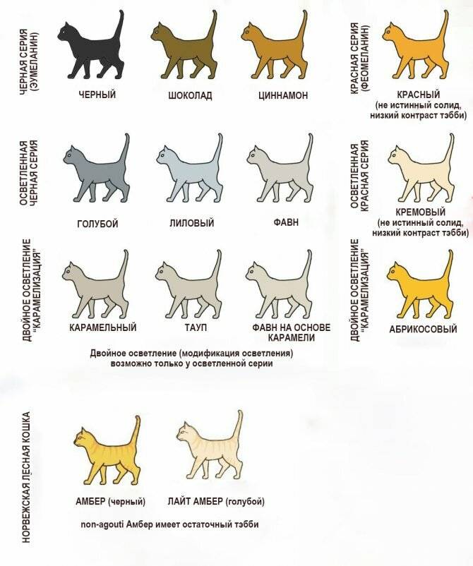 Окрасы кошек: классификация