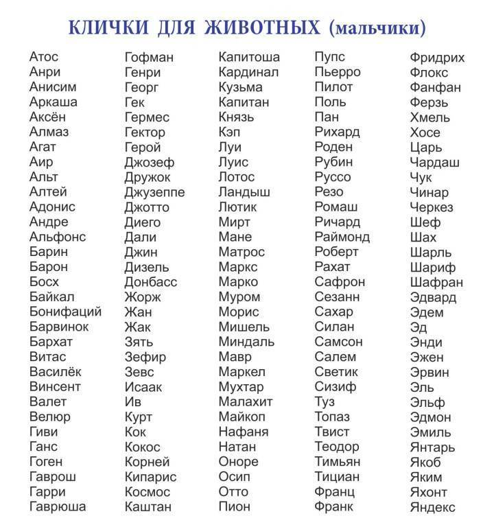 Как выбрать кличку собаке: критерии подбора в соответствии с полом, характером, породой и размером, примеры интересных и необычных имен для собак