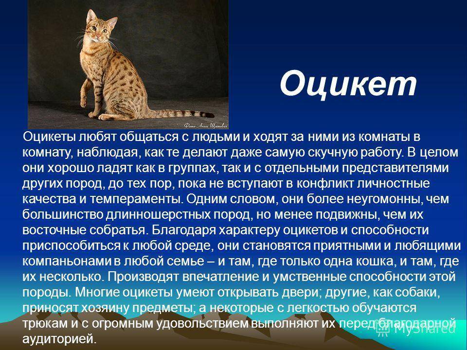 Оцикет кошка фото и описание породы ocicat