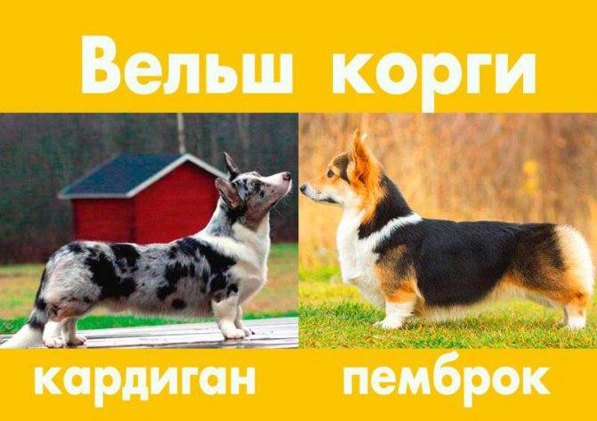 Кардиган и пеброк вельш корги: сходства и различия