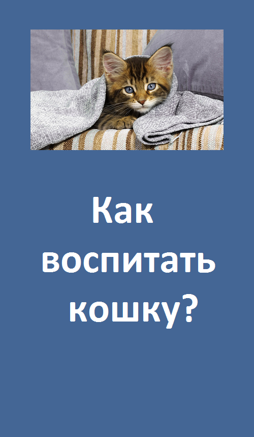 Как воспитывать кошку?