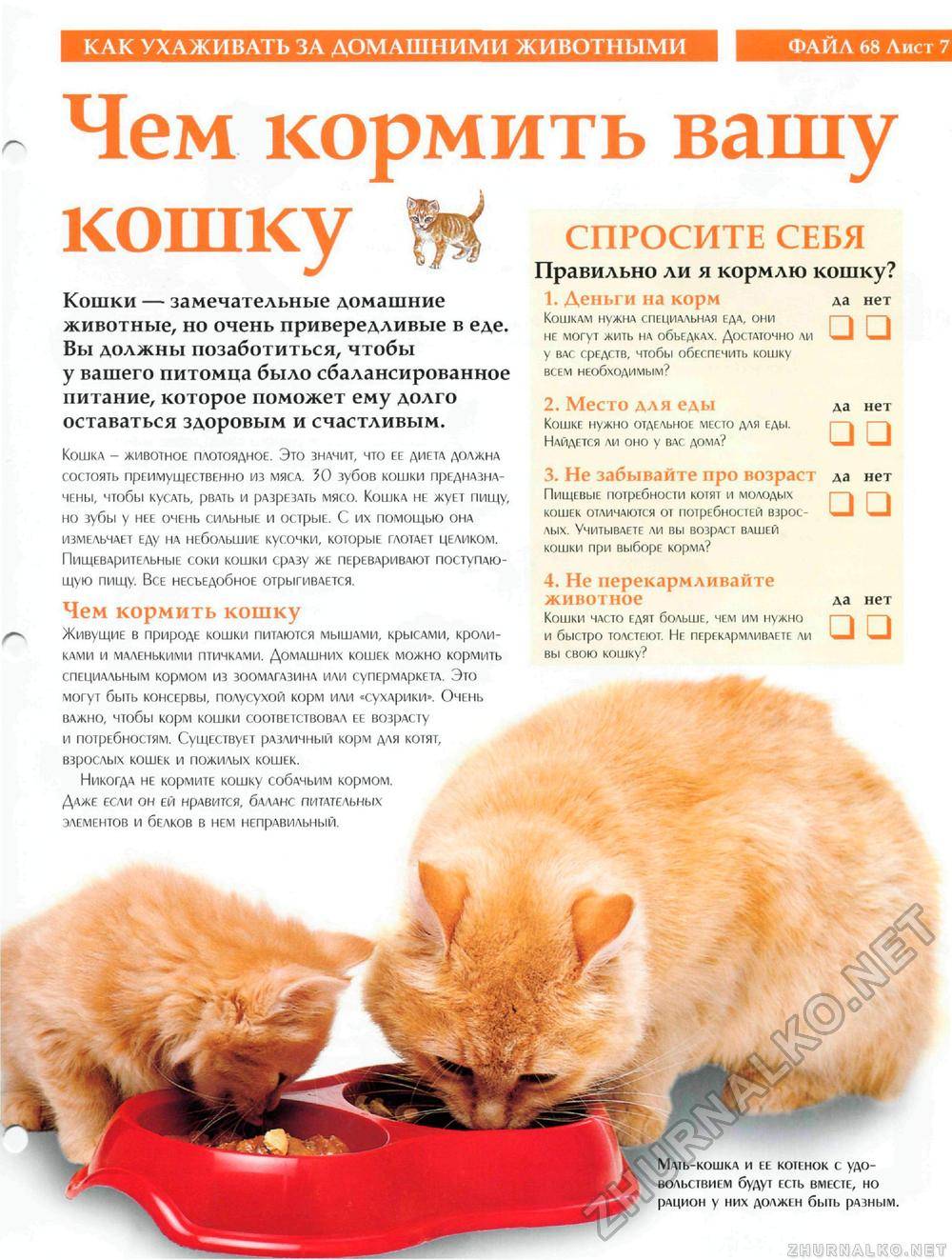 Чем кормить персидскую кошку и основные правила ухода_ | wwwcat.ru