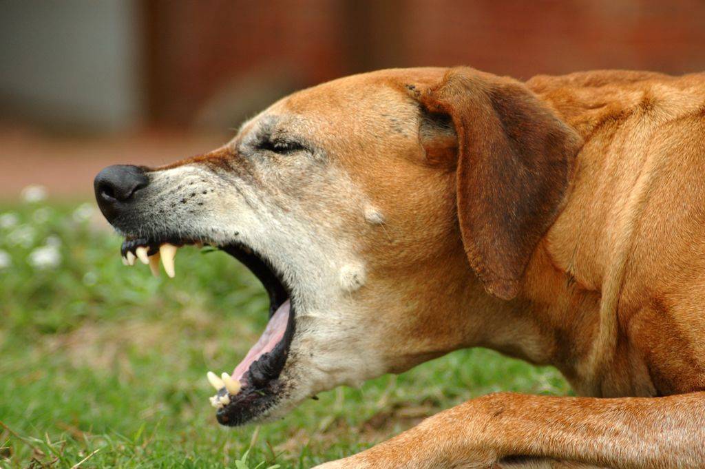 Собака кашляет как будто подавилась, пытается что то отрыгнуть: как лечить