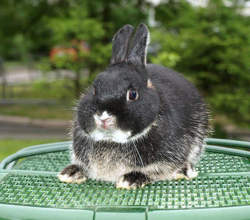 Голландский декоративный кролик: особенности содержания в домашних условиях