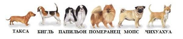 Сколько стоят собаки: самые дешевые породы