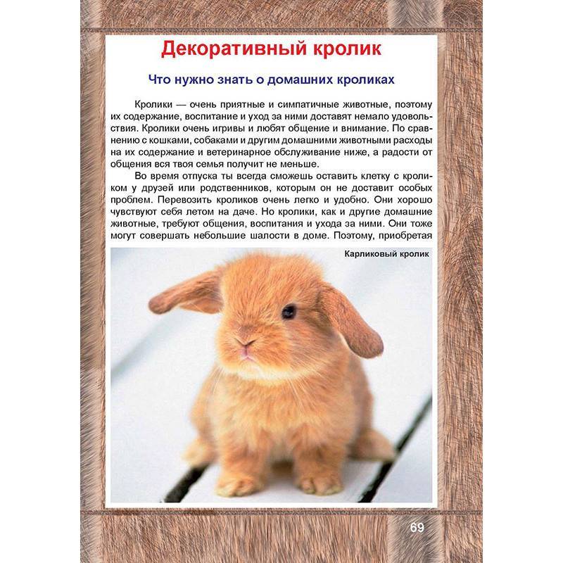 Мини кролик: как выглядят, описание и характеристика, уход и содержание в домашних условиях