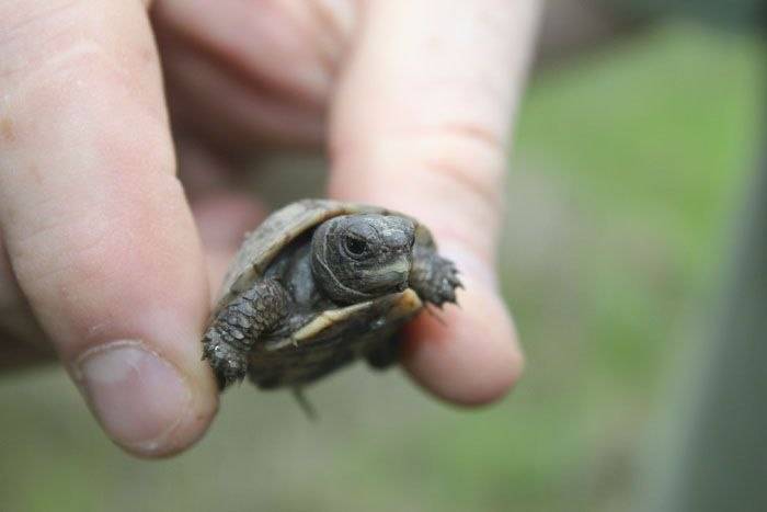 Топ-10 самых маленьких черепах в мире