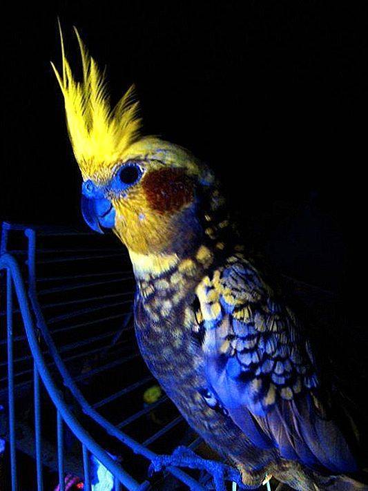 Как видят попугаи: в темноте, различают ли цвета