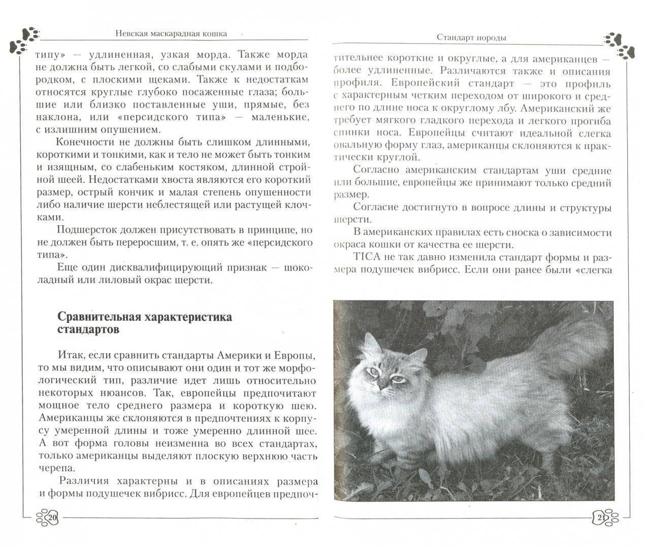 Разведение невских маскарадных котов: особенности и характер породы, уход, фото