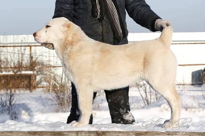 Среднеазиатская овчарка (алабай) — внешние данные, выбор щенка, содержание и уход, рацион питания, болезни собак + 74 фото