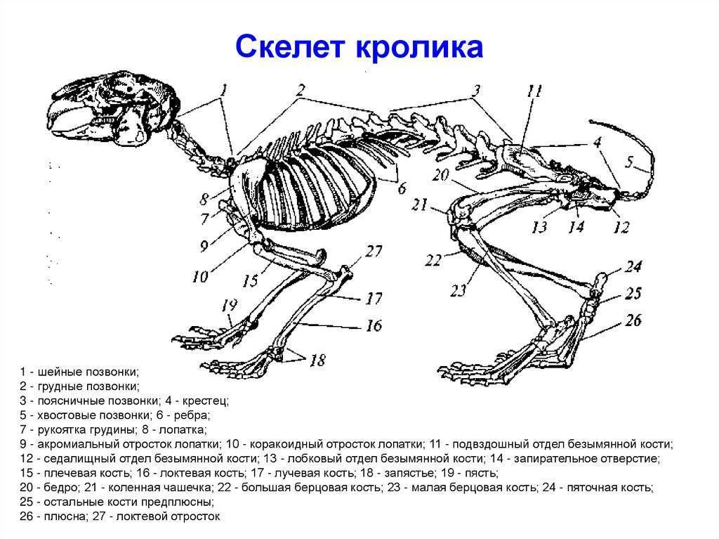 Скелет млекопитающих состоит из 5 отделов. Строение скелета млекопитающих кролика. Общее строение скелета кролика. Рис 152 скелет кролика. Скелет зайца строение.
