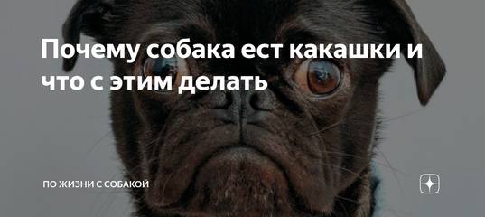 Почему собаки валяются в экскрементах?
