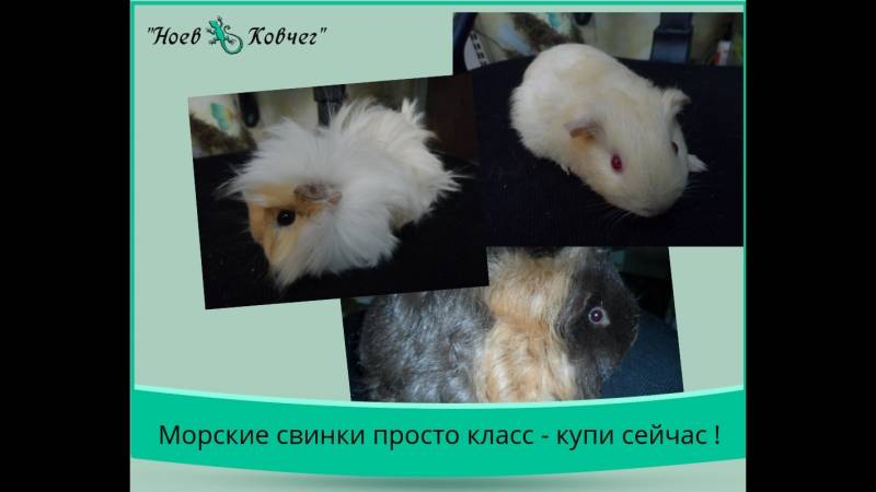 Как видят морские свинки наш мир, особенности зрения грызуна