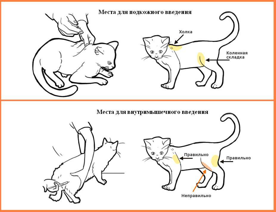 Как сделать укол кошке (в холку, внутримышечно и под кожу): пошаговая инструкция с рекомендациями ветеринара