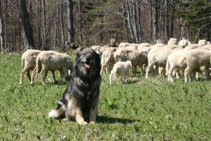 Комондор (венгерская овчарка)