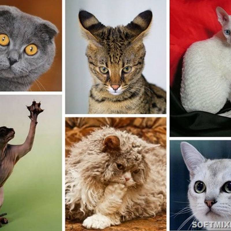 Пародия кошек. Виды кошек. Разные породы кошек. Необычные породы кошек. Породы всех кошек.