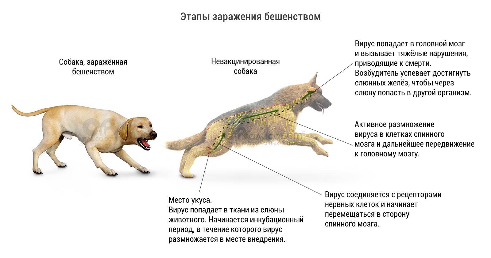 Отравление у собаки: начальные проявления и первая помощь | звери дома