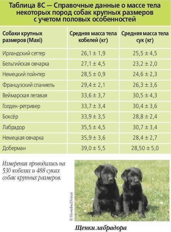 До какого возраста собака считается щенком