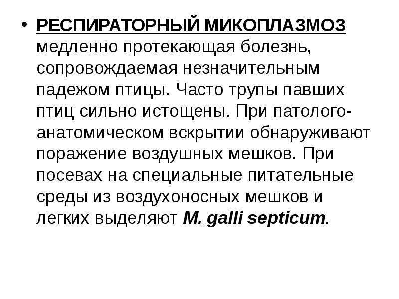 Микоплазмоз у собак: симптомы и лечение, передается ли человеку