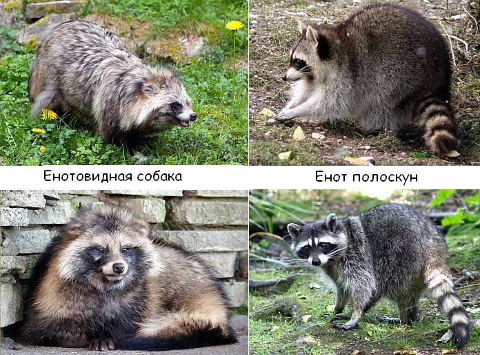 Енотовидная собака. описание, особенности, виды, образ жизни и среда обитания енотовидной собаки | живность.ру