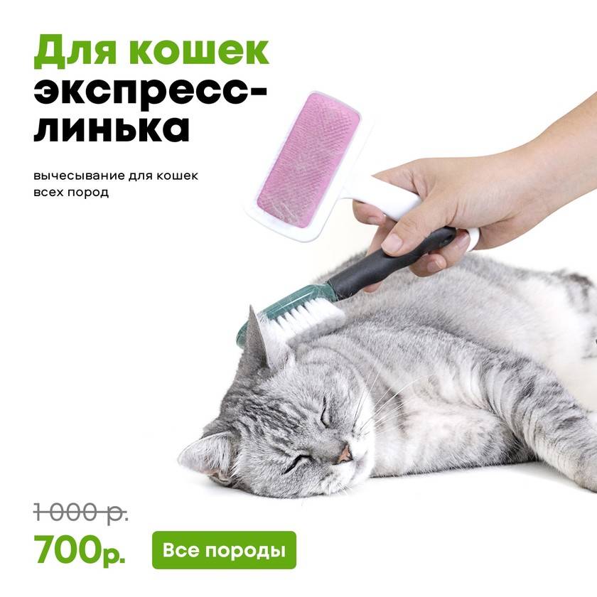 Экспресс линька для собак: как делается в домашних условиях