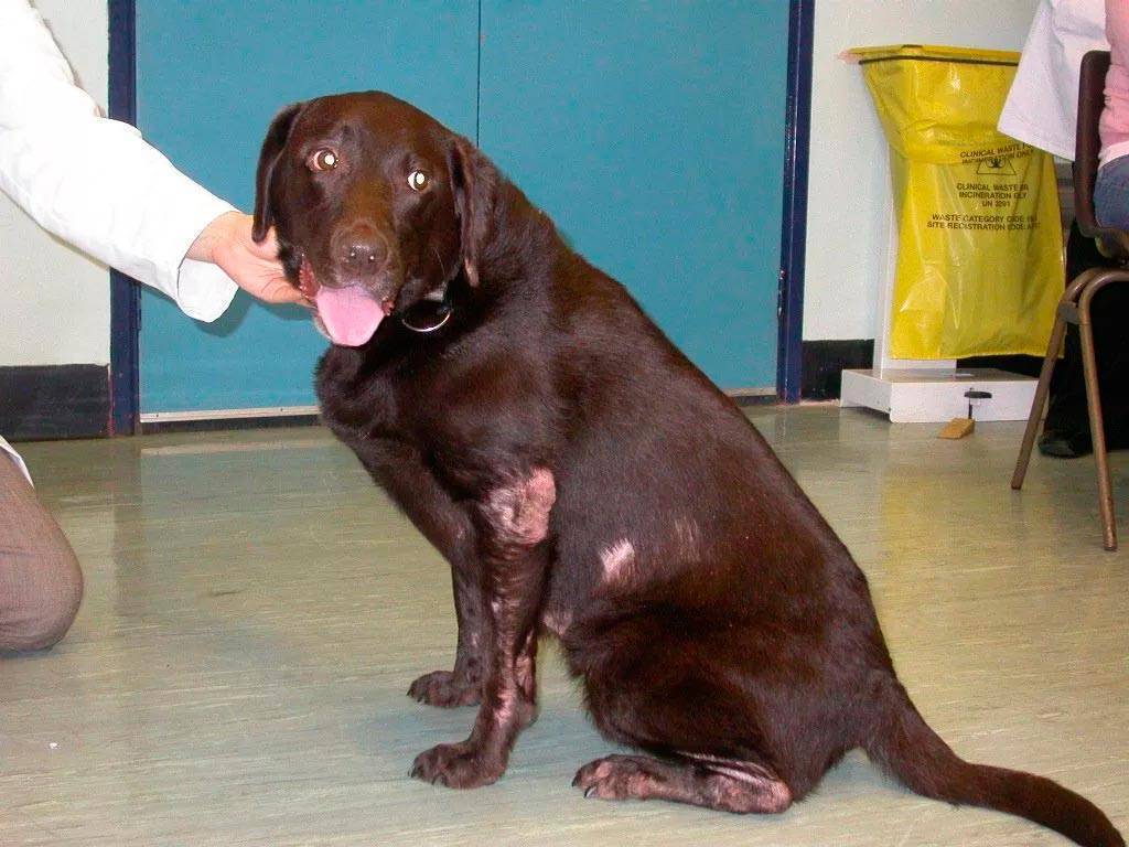 Симптомы появления и методы лечения чесоточного клеща у собак