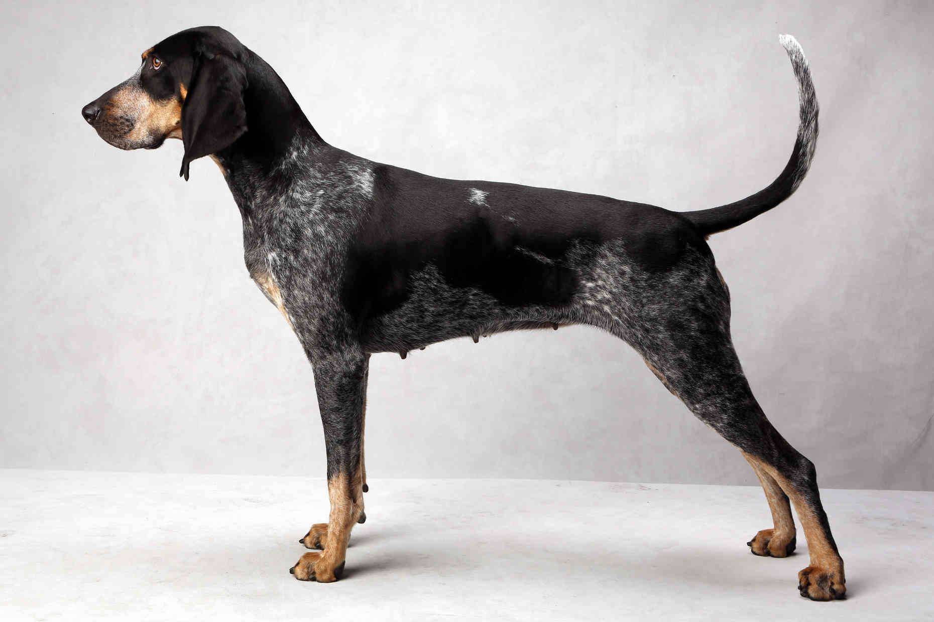 Кунхаунд собака. описание, особенности, уход и цена кунхаунда