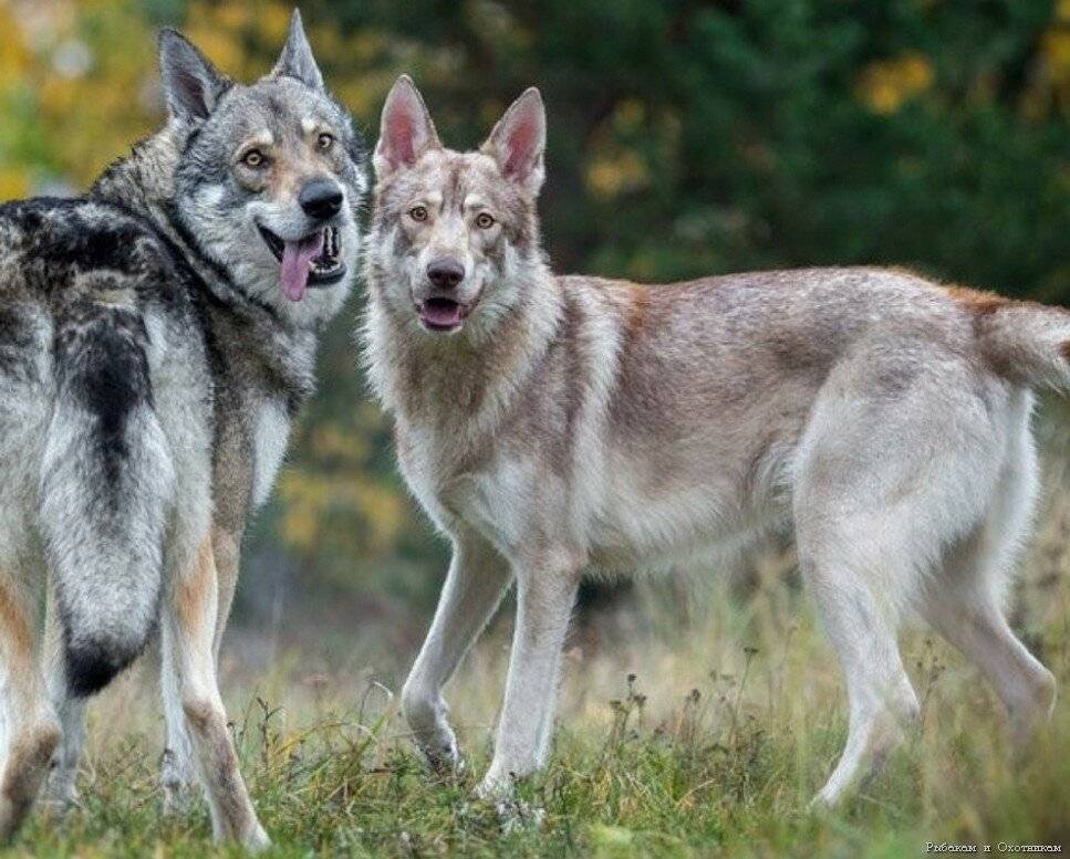 Семь лучших собак, которые похожи на волков - собаки 2023