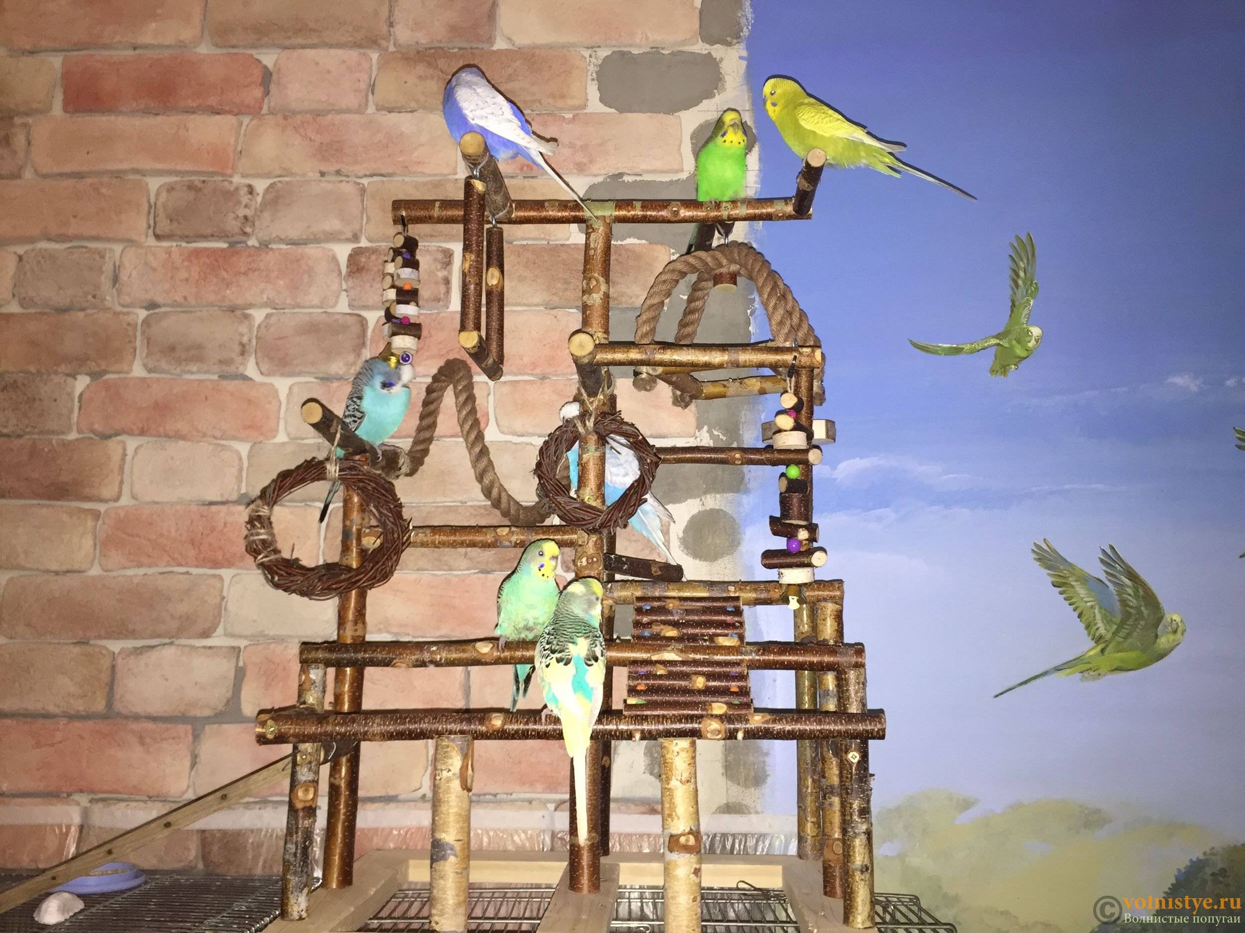 Игровой стенд для попугая, как сделать стенд своими руками