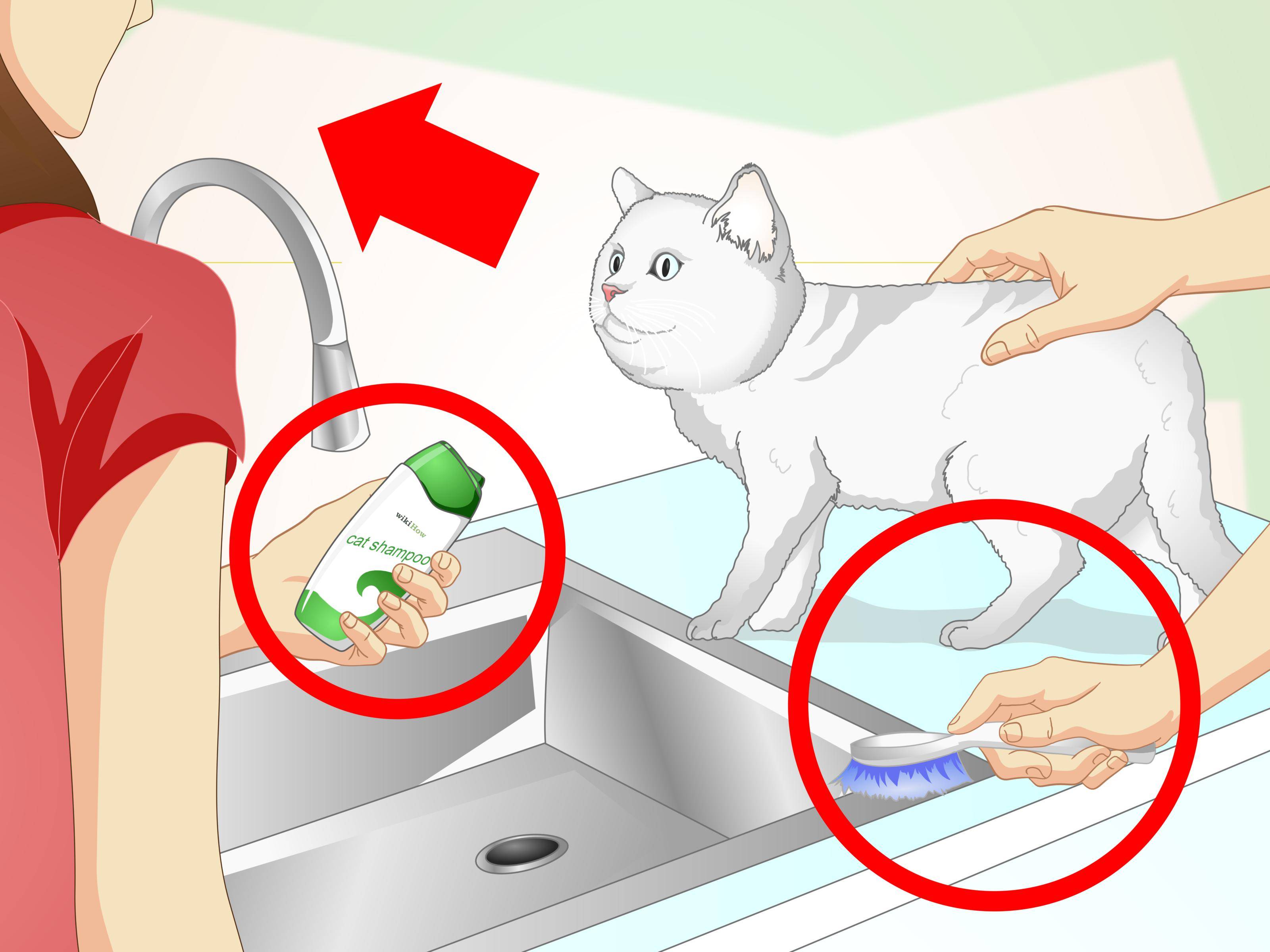 Как помыть кота: правила купания, если кот боится воды