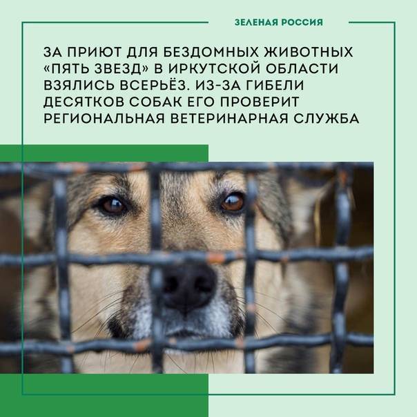 Как вести себя с животными из приюта: пять основных правил
