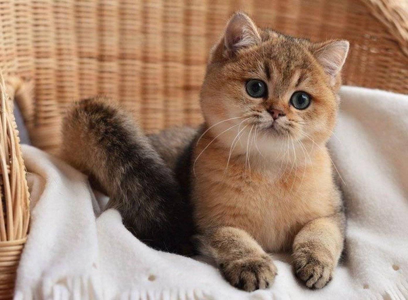 Золотая шиншилла  — кошка с особым характером
