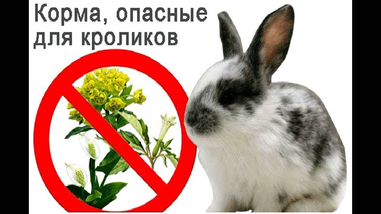 Можно кроликам давать одуванчики. Ядовитые травы для кроликов. Ядовитые растенияидля кроликов. Опасная трава для кроликов. Опасные растения для кроликов.