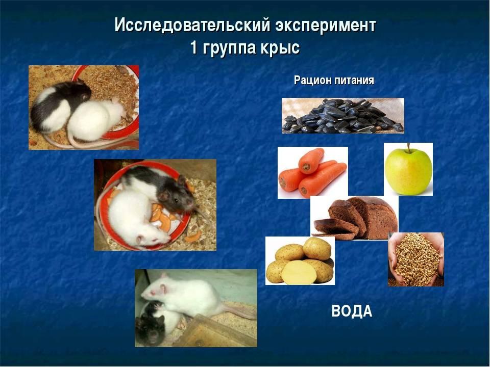 Что можно и что нельзя давать крысам — подробная таблица продуктов