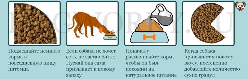 Нужно ли размачивать сухой корм для щенков и как правильно это сделать