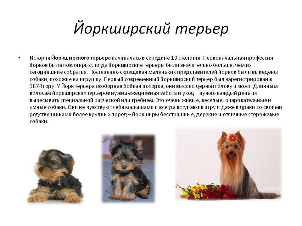 Йоркширский терьер: описание породы, фото, видео, интересные факты