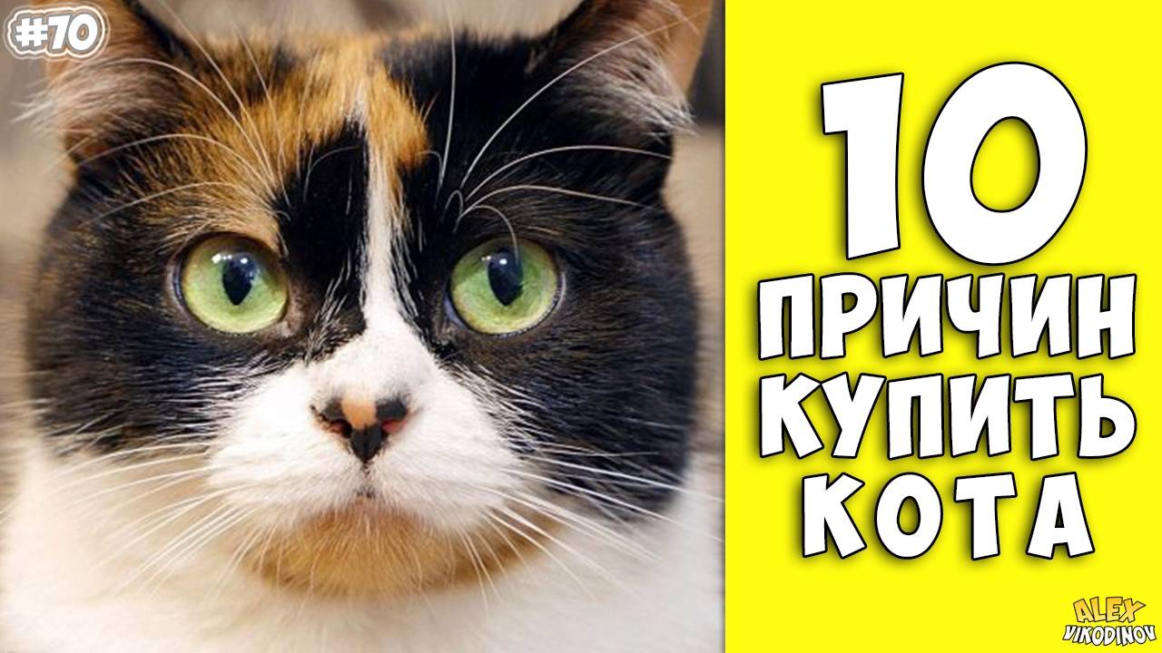 10 причин завести кота или кошку