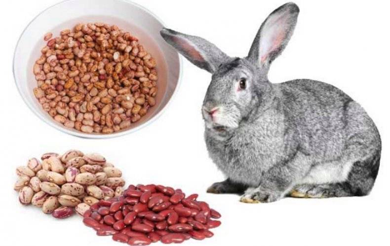 Чем можно корить коликов - можно ли давать кроликам свеклу, семечки, что едят кролики зимой
