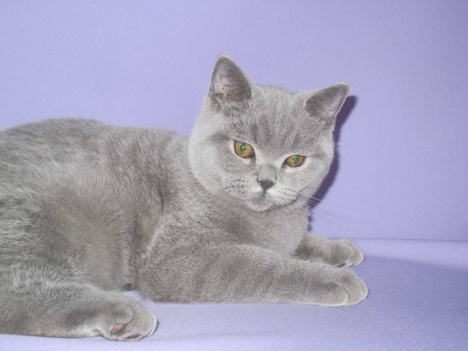Британская порода кошек с фото, британская короткошерстная кошка, характер и описание породы