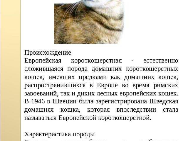 Лесная европейская кошка: описание породы, характер (с фото и видео)