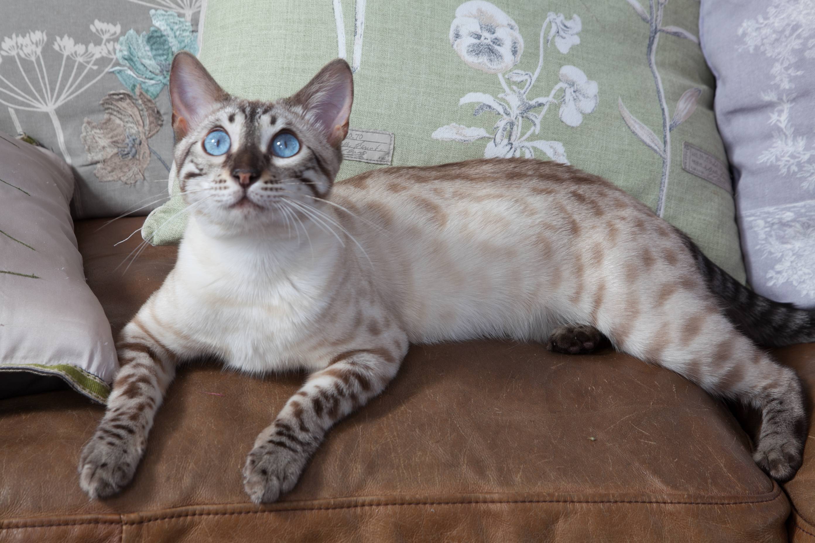 Австралийский мист - дымчатая порода кошек, фото, стандарты, окрасы